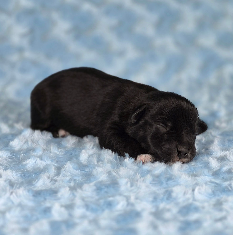 Black, white chest, chin, 1 front foot, 2 back toes