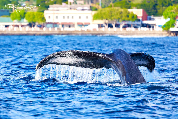 humpback whale maui Hawaii