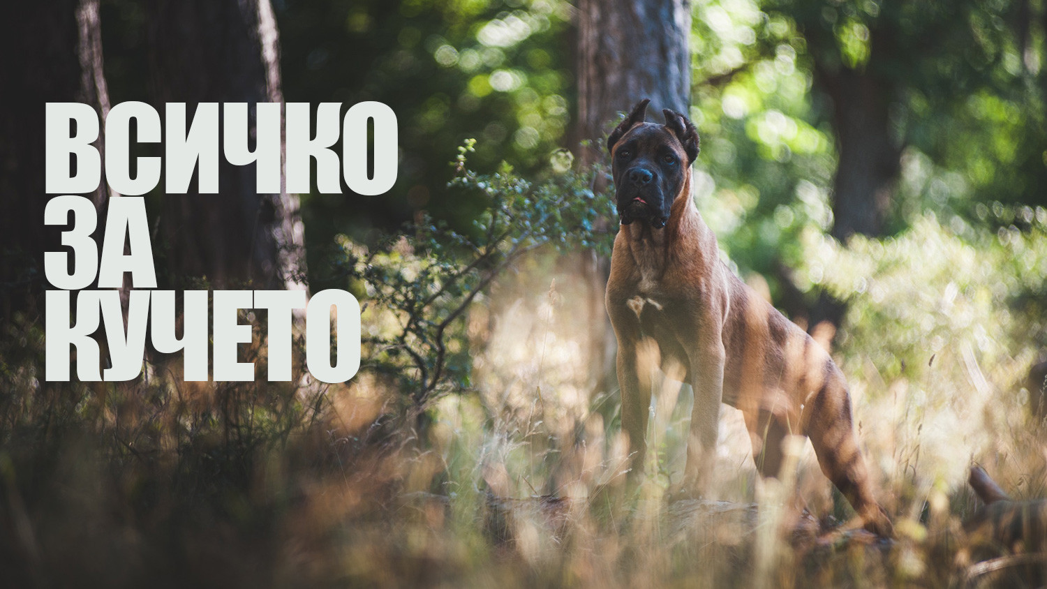 Dream Dogs България