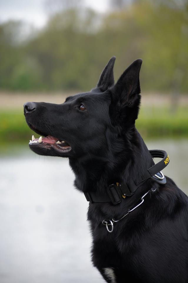 Миниатюра: Нашийник COBRA с дръжка