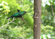 Le paradis des oiseaux - 9 jours