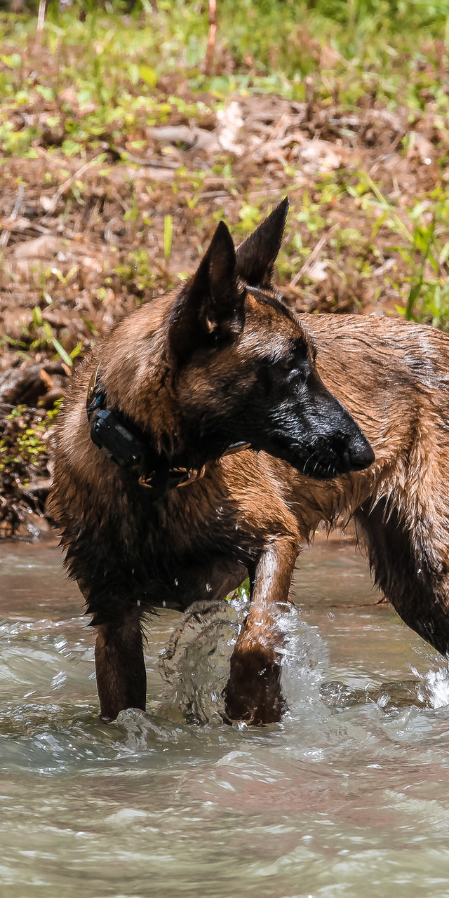 starmark dog boarding