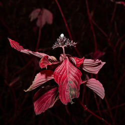 Parel 2018 - Martine Goulmy