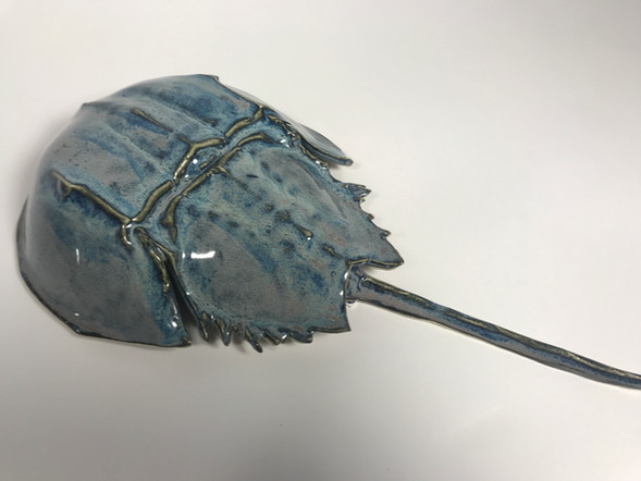 Horseshoe Crab
