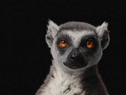 Lemur_headStills_1006.jpeg