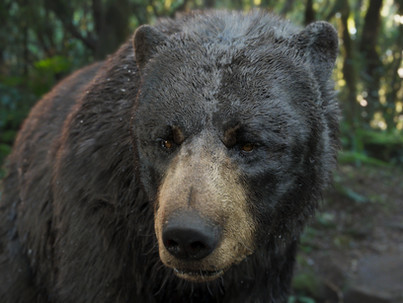 Bears