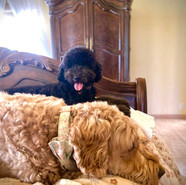 GIDGET AND ARTEMIS