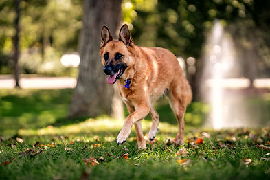Kaylee Uncrated: The Kaylee Chronicles Blog for Canine Camp Getaway