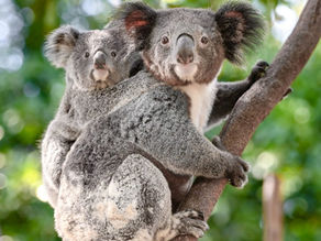 Top 10 Best Things to Do with Young Children in Sydney, Australia