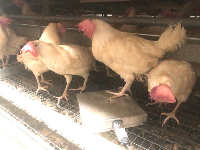 poultry weighing plate installed in a cage housing system