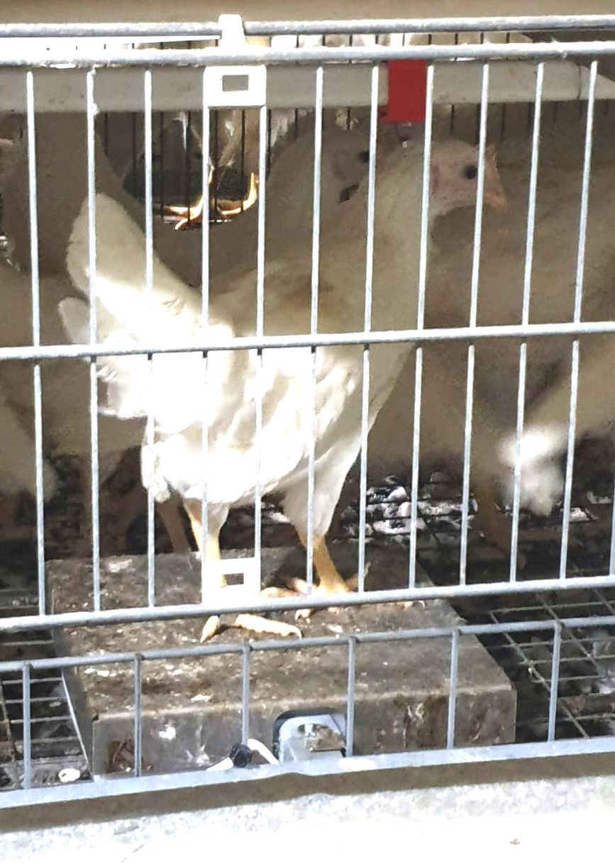 pullet weighing platform in a poultry cage
