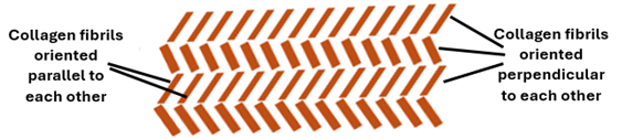 Fig K2. The illustration shows how the regular arrangement of collagen fibrils results in bone lamellae formation.
