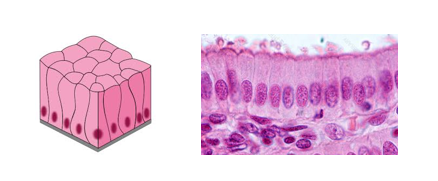 Fig. E7. An illustration and histological section showing features of simple columnar epithelium without goblet cells.