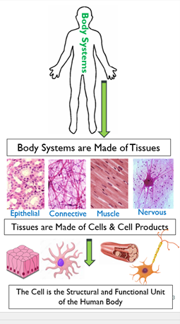Fig. B2. Showing interrelations between body systems, tissues and cells.