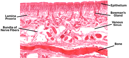 Fig. Q12. H&E-stained histological section of the olfactory mucosa showing the high pseudostratified epithelium, and the venous sinuses and the simple tubular glands in the Bowman in the lamina propria.
