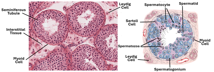 Fig. T3. The H&E-stained section and the illustration show the histological features of the seminiferous tubules and the testicular interstitial tissue and interstitial Leydig cells.