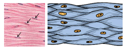 Fig. F20. An H&E-stained histological section of smooth muscle (left) showing the elongate oval pale nuclei (arrows) of the smooth muscle fibers. The illustration on the right shows the characteristic spindle-shaped appearance of the smooth muscle fibers (cells).