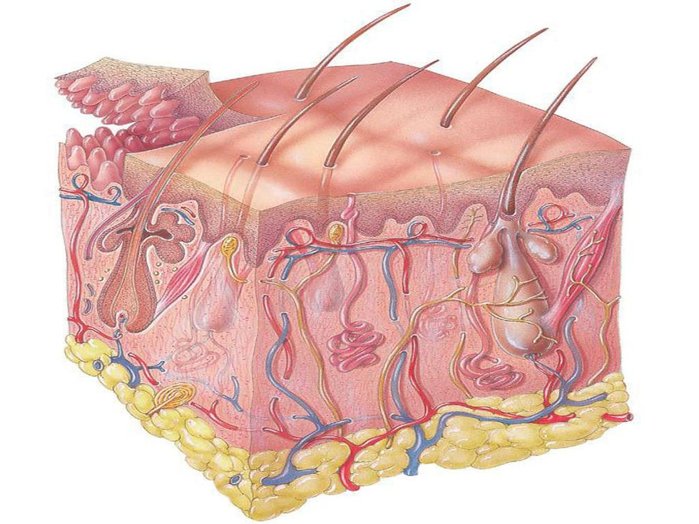 Integumentary Tissue