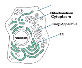 Fig C1. Illustration of a cell showing the nucleus and the surrounding cytoplasm containing representative organelles including a mitochondrion, s Golgi apparatus and rough endoplasmic reticulum (rER).
