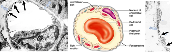 Fig. N28. The illustration (left) and the electron micrograph (middle) show two continuous capillaries and the surrounding pericytes. The endothelial cells show tight junctions and intracytoplasmic vesicles suggesting transendothelial transport. The pericyte is surrounded by a basal lamina. Micrograph on the right shows enlargement of the tight junction (arrow).