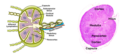 Fig M 19. The illustration and the histological section show the various parts of lymph node.