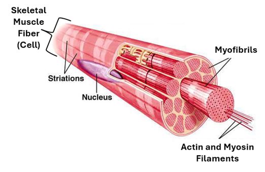 Fig. F2. An illustration shows that the skeletal muscle fiber (cell) is cylindrical and is packed with myofibrils which are cylindrical. The myofibrils are packed with actin and myosin filaments. Cross striations and a peripherally located nucleus are clearly see.