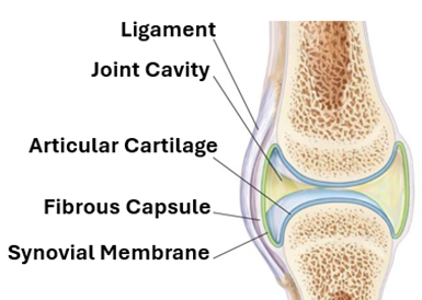 Fig. K21. The illustration shows the main components of synovial joints.
