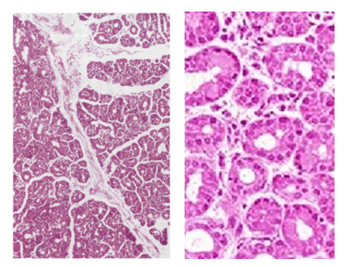 Fig. W13. H&E-stained sections of the lacrimal gland at a low magnification (left) showing lobules and interlobular connective tissues; and at a higher magnification (right) showing intralobular ducts and serous acini.
