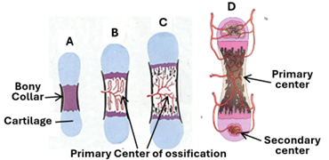 Fig K. 15. Illustration A shows the formation of the diaphyseal collar in the middle of cartilaginous model of a long bone as the first step of endochondral ossification. Illustrations B and C show the formation of the primary center of ossification, whereas the illustration D shows the formation of a secondary center of ossification at each end of the model.
