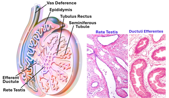 Fig. T11. The illustration on the left shows the different types of testicular tubules and epididymis. The H&E-stained section of the rete testis and the ductuli efferentes.