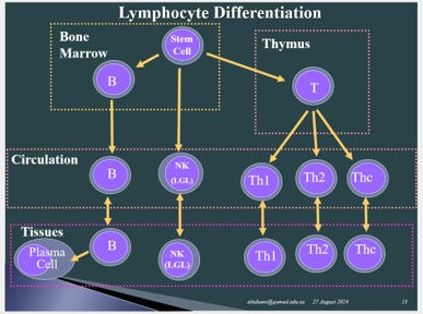 Fig. M11. The illustration shows the process of development of T- and B-lymphocytes.