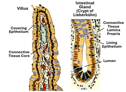 Fig. P43. The illustrations show the microscopic appearance of the intestinal villus and the intestinal gland (crypt of Lieberkühn).