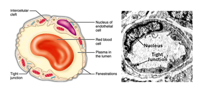 Fig. N27. The illustration (left) and the electron micrograph (right) show the capillary wall made of a single layer of endothelial cells, which are held together by tight junction. A pericyte surrounds the endothelium. The diameter of the capillary lumen is about the diameter of the RBC it contains.