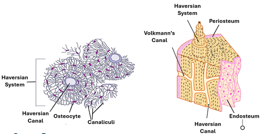 Fig. K11. The illustration on the left shows the appearance of Haversian system in cross section under the microscope. The one in the right shows a 3-dimentional appearance of Haversian system and Volkmann’s canals.
