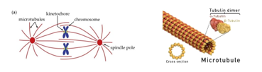 Fig. C11. Illustrations showing microtubules of the mitotic spindle (left) and α and β tubulin subunits building up a microtubule.