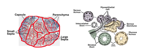Fig. P17. The illustration on the let shows the capsule and septa of the salivary glands dividing the gland into lobes and lobules. The illustration on the right shows the different types of salivary gland acini and the intralobular ducts.
