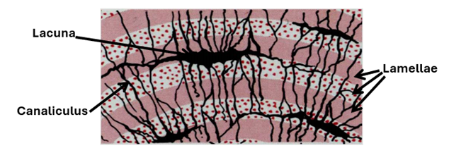 Fig. K1. The illustration shows bone lamellae, lacunae and canaliculi.