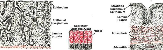 Fig. U14. The illustration on the left shows the histological features of the mucosa of cervix; the epithelium is simple columnar made mucus-secreting cells and the lamina propria id devoid of glands but contains epithelial furrows that look like glands in sections. The illustration on right shows the structure of the vagina; epithelium, lamina propria, muscularis and advntitia.