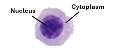 Fig. B 6. An immature red blood cell showing a basophilic (appearing purple blue) spherical, centrally located nucleus.