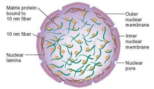 Fig. B11. Illustration showing the appearance of nuclear matrix and its fibrous proteins.