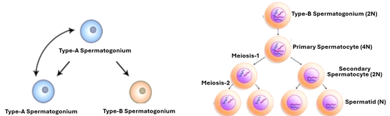 Fig. T8. The illustration on the left shows how type-A spermatogonia undergo mitosis to rise to two cells, one a type-A spermatogonium replaces the mother cell and the other is a type-B spermatogonium. The illustration on the right shows how a type-B spermatogonium yields four haploid spermatids by two successive divisions, meiosis-1 and meiosisi-2.
