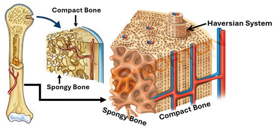 Fig. K10. The illustration shows the distribution of compact and spongy bone tissues in long bones.