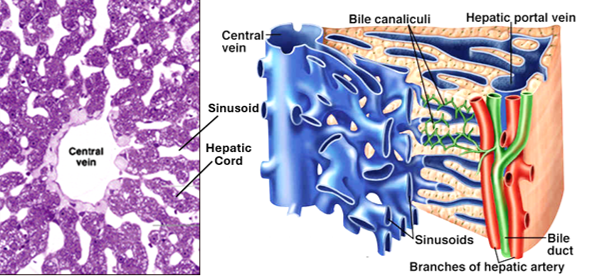 Fig. P52. The H&E-stained section (left) and the illustration (right) show the arrangement of hepatocytes within hepatic cords and relations their relations to the central vein, blood sinusoids and bile canaliculi.