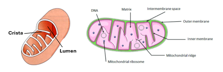 Fig. C9. Two illustrations showing the structure of mitochondria. The left one is 3D showing the mitochondrion as hollow sausage-like structure with prominent internal ridges (cristae). The illustration on the right shows details of the contents (matrix, DNA strands, ribosomes, ridges / cristae, outer and inner membranes, and intermembrane space)