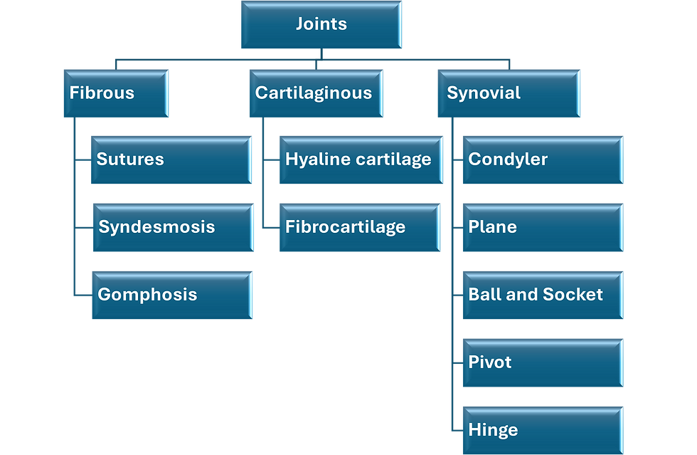 Fig. K18. The illustration shows the classification of joints.