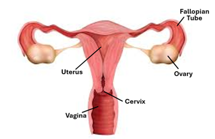 Fig.U1. The illustration shows components of the female reproductive system, excluding the external genitalia.
