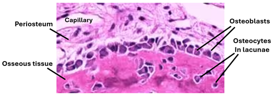 Fig. K4. An H&E-stained histological section bone showing light microscopic features of osteoblasts, osteocytes, osseous tissue (bone matrix) and the periosteum. Osteoblasts appear cuboidal and form a single row on the bone surface. Osteocytes are smaller and occupy lacunae. The bone matrix is acidophilic.