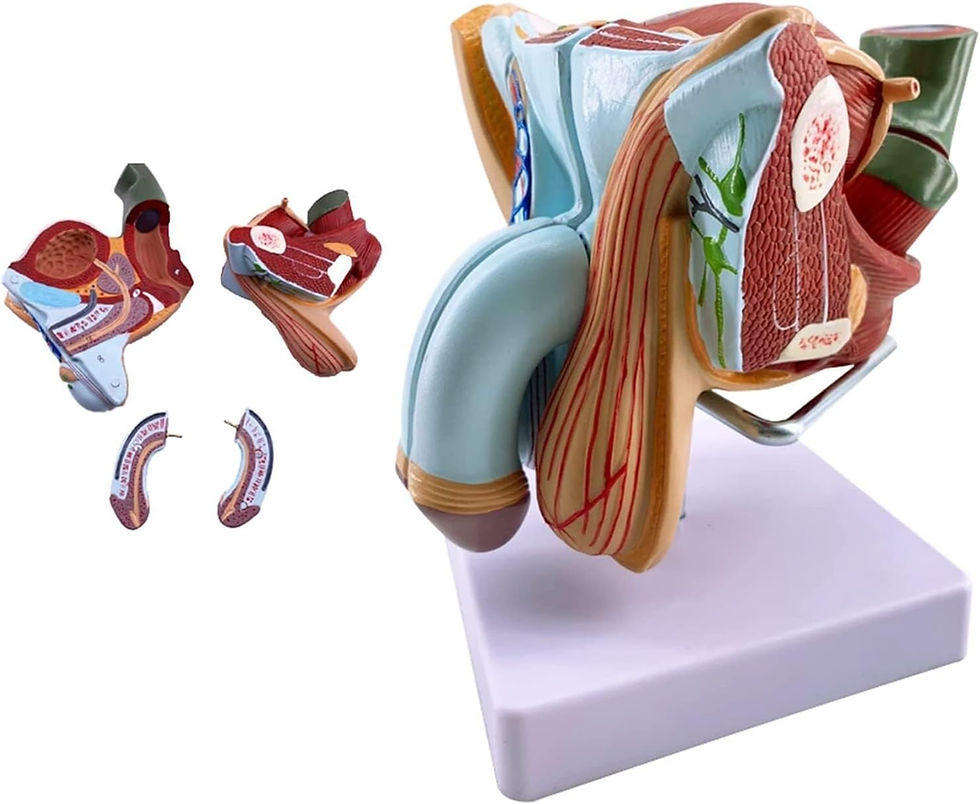 Male Genital Tissue