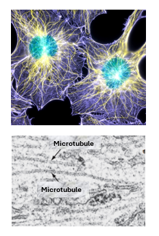 Fig. C12. A. Image of two fibroblasts taken by a confocal microscope showing the cytoskeleton made up of microtubules (yellow) and filaments (violet). B. Transmission electron micrograph two microtubules running horizontally parallel to each other.