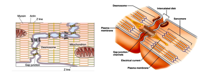 Fig. N9. The illustration shows the details of the structure of intercalated discs. The adjacent cell membranes in the gap-junction are close to each other but still separated by as narrow gap.